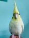 Cockatiel Bird